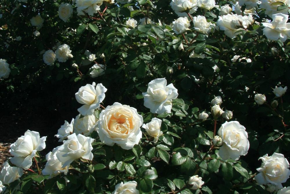 white climbing roses in the garden