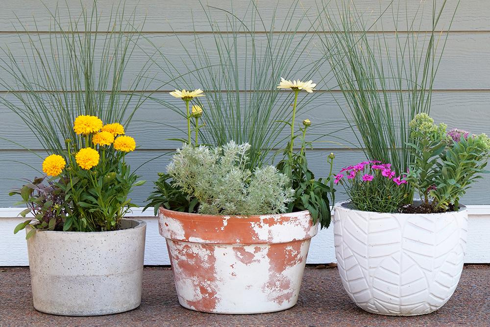 Container Plants For Sale | Online Plant Nursery  Great Garden Plants