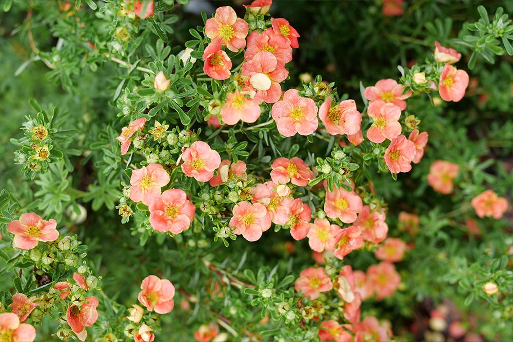 orange potentilla flowers in the garden