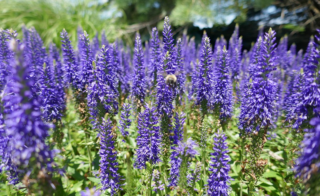 Speedwell (Veronica) Plants For Sale Perennials Great Garden Plants