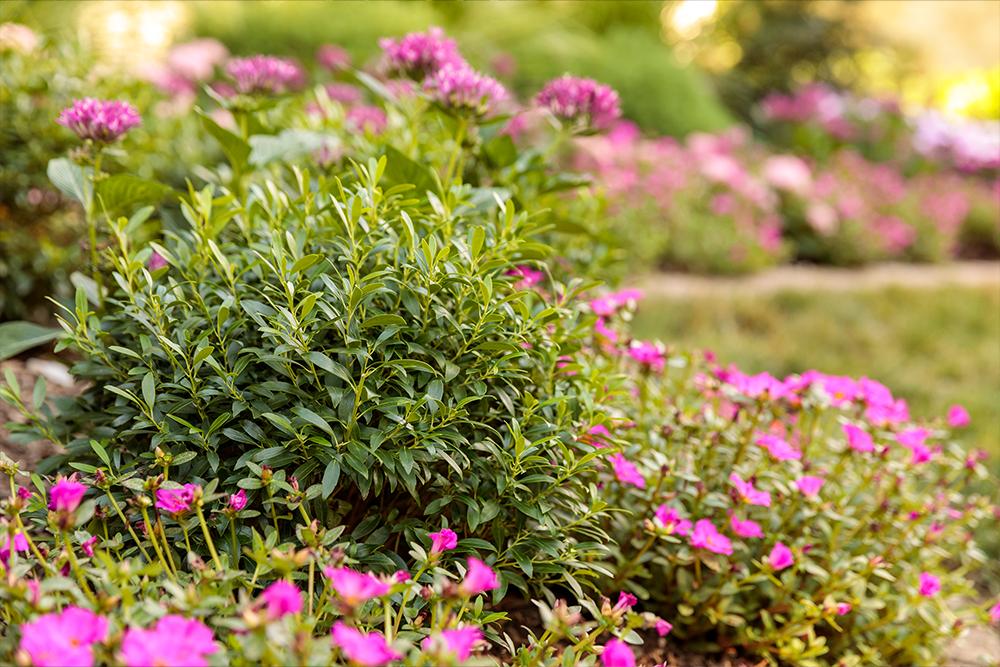 Evergreen Plants For Sale | Online Plant Nursery  Great Garden Plants