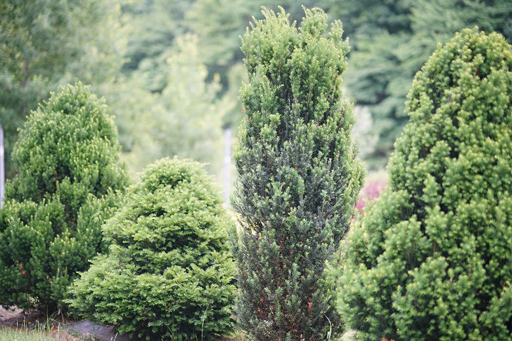 Yew trees in a garden hedge