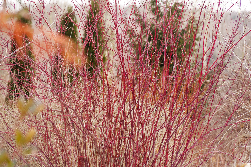 Red dogwood twigs in a fall garden 
