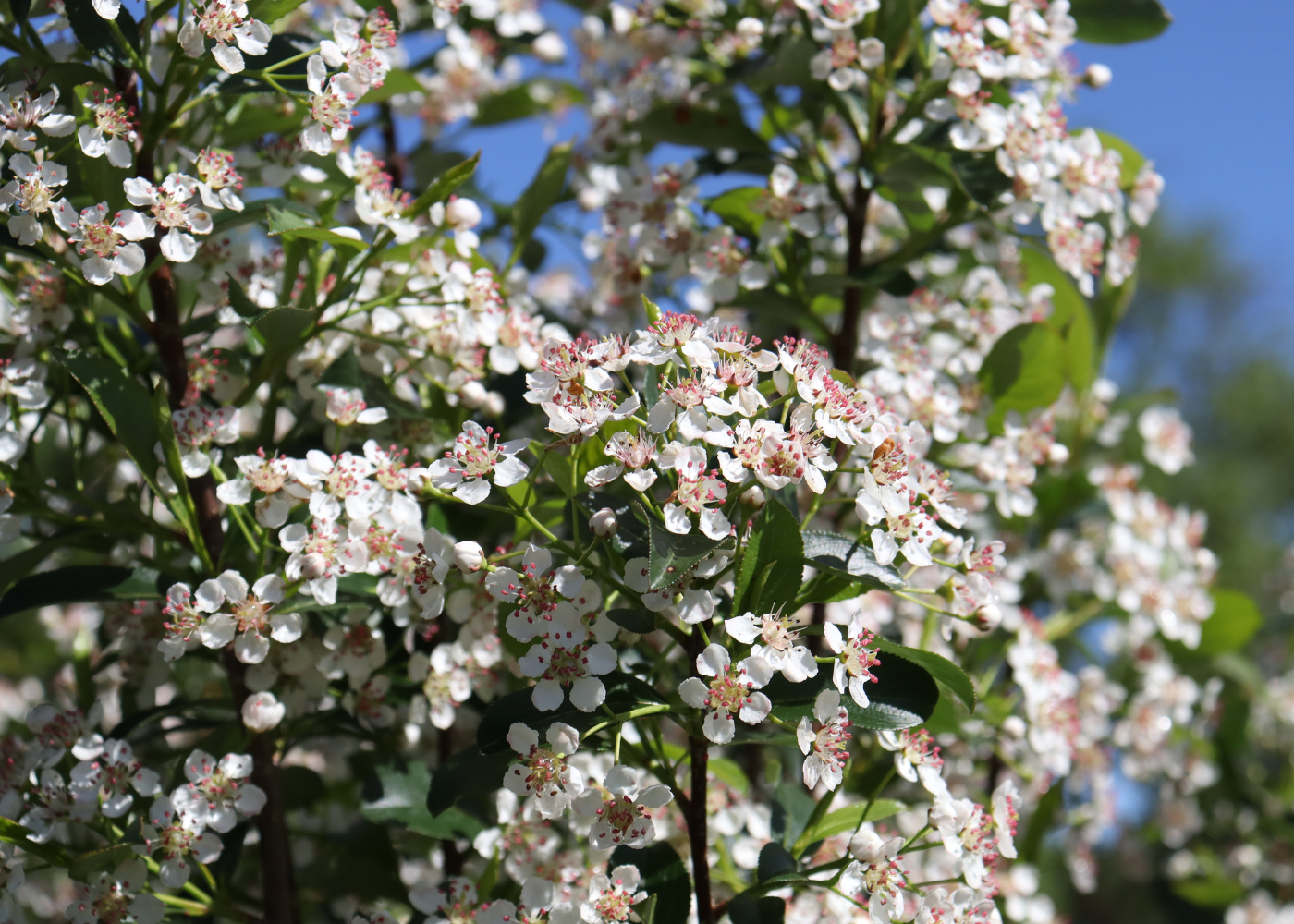 Close up image of white and pink aronia flowers in the spring