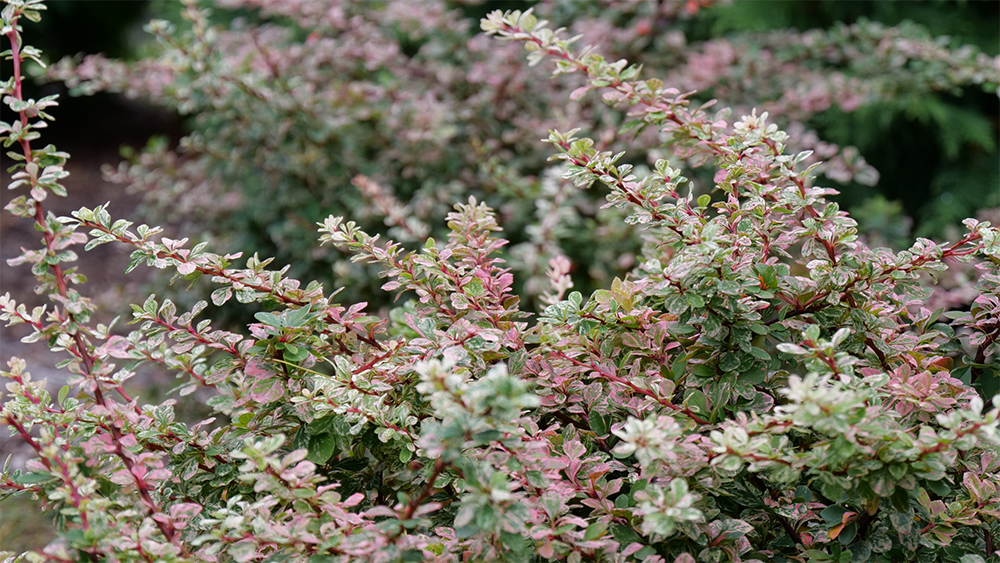 Close-up shot of green and pink foliage spikes from barberry plants