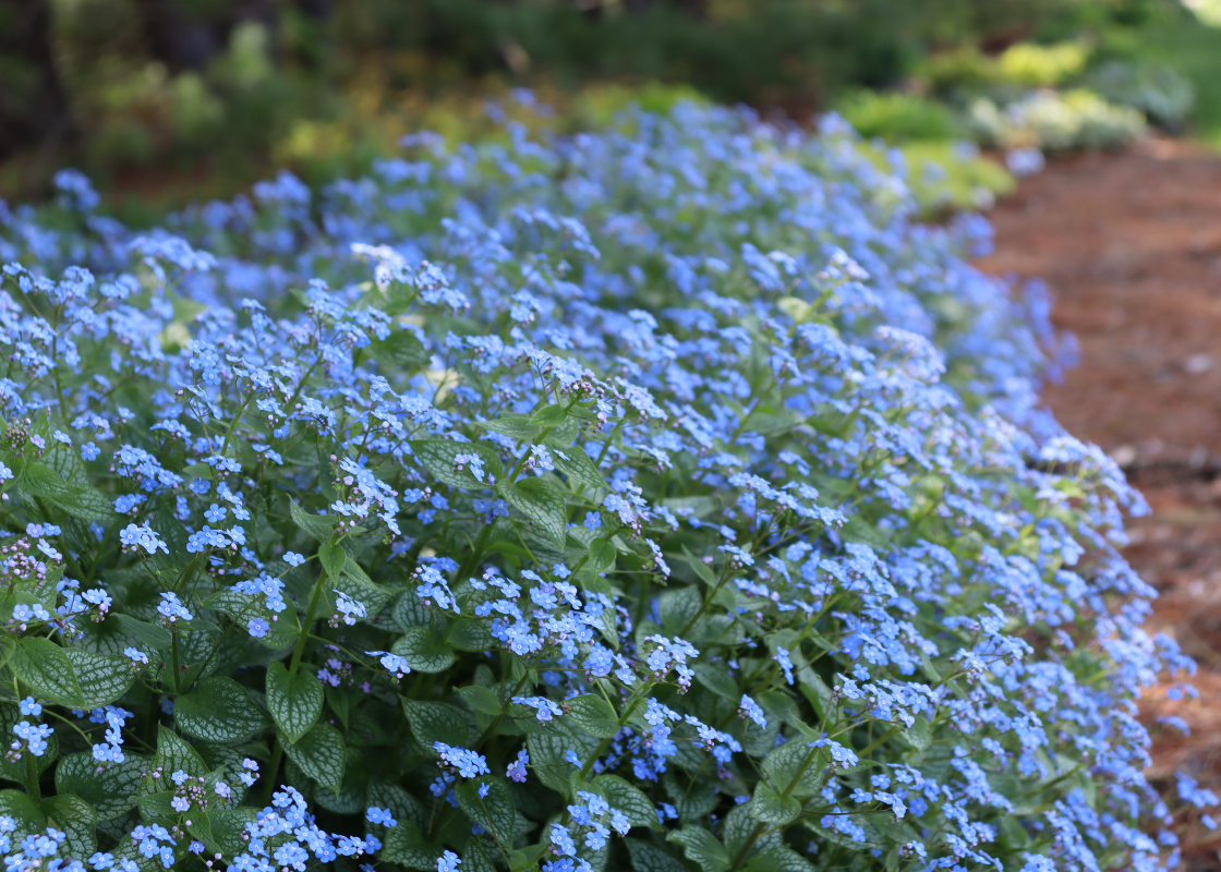 Blue Flowers For Sale | Online Plant Nursery – Great Garden Plants Blue Flowers For Sale | Online Plant Nursery – Great Garden Plants
