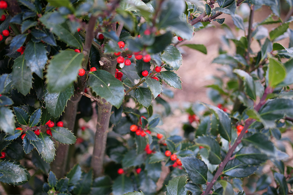 Red berries on green foliage from castle spire blue holly