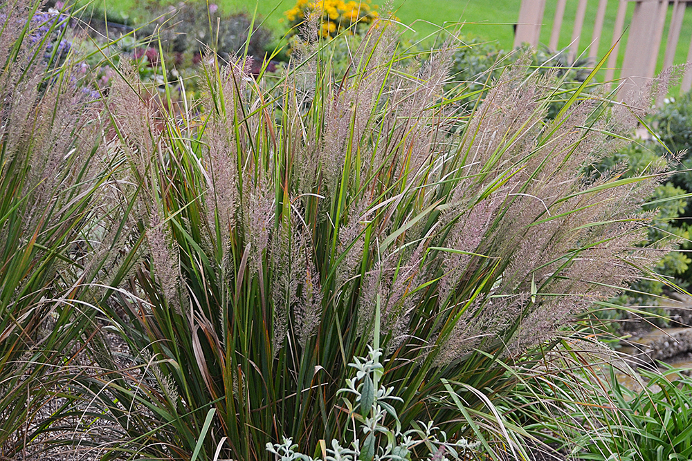 Feather Grass in the landscape