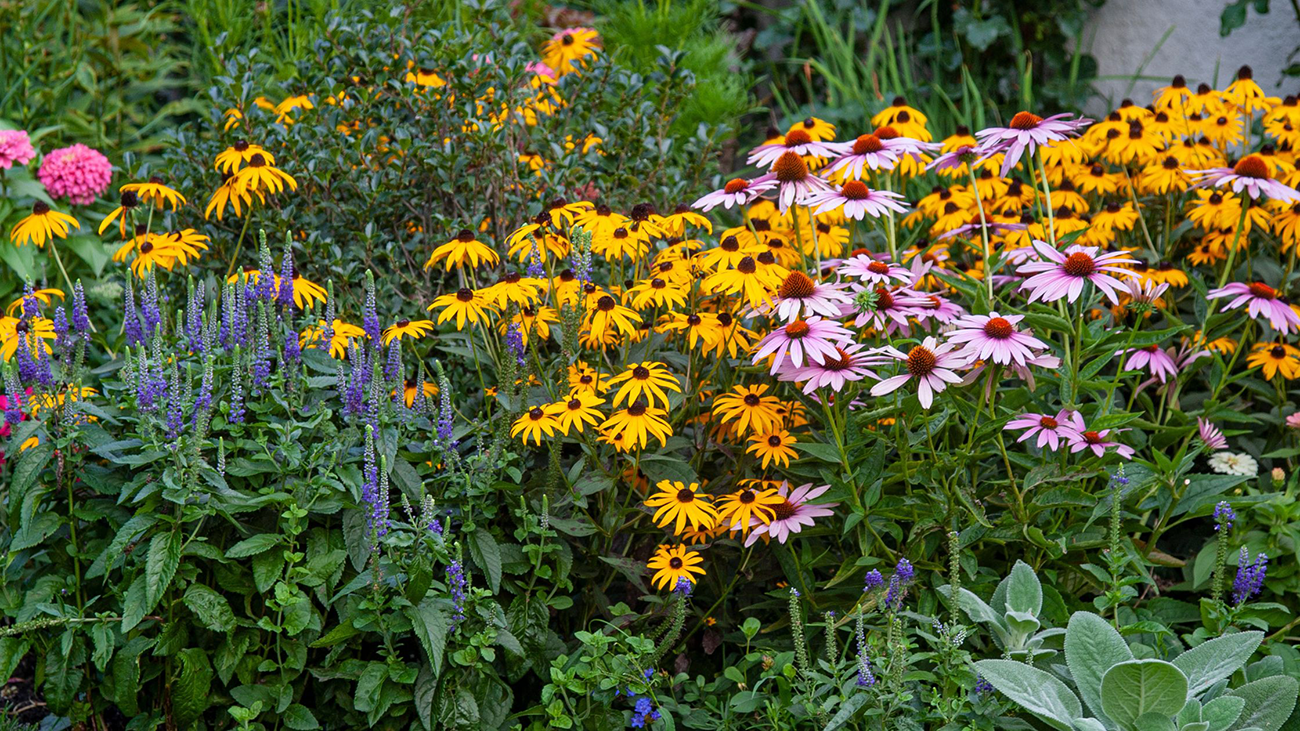 yellow and pink and purple flowers thriving in a garden