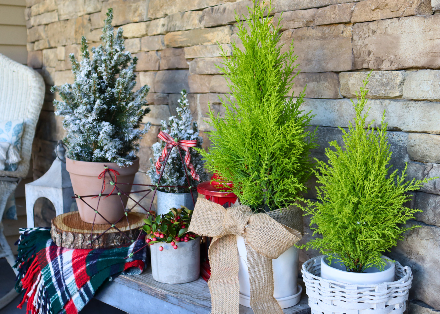 Lemon cypress, Christmas spruce, wintergreen and other holiday décor