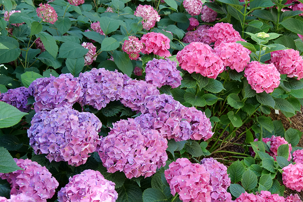 pink and purple mophead hydrangea flowers