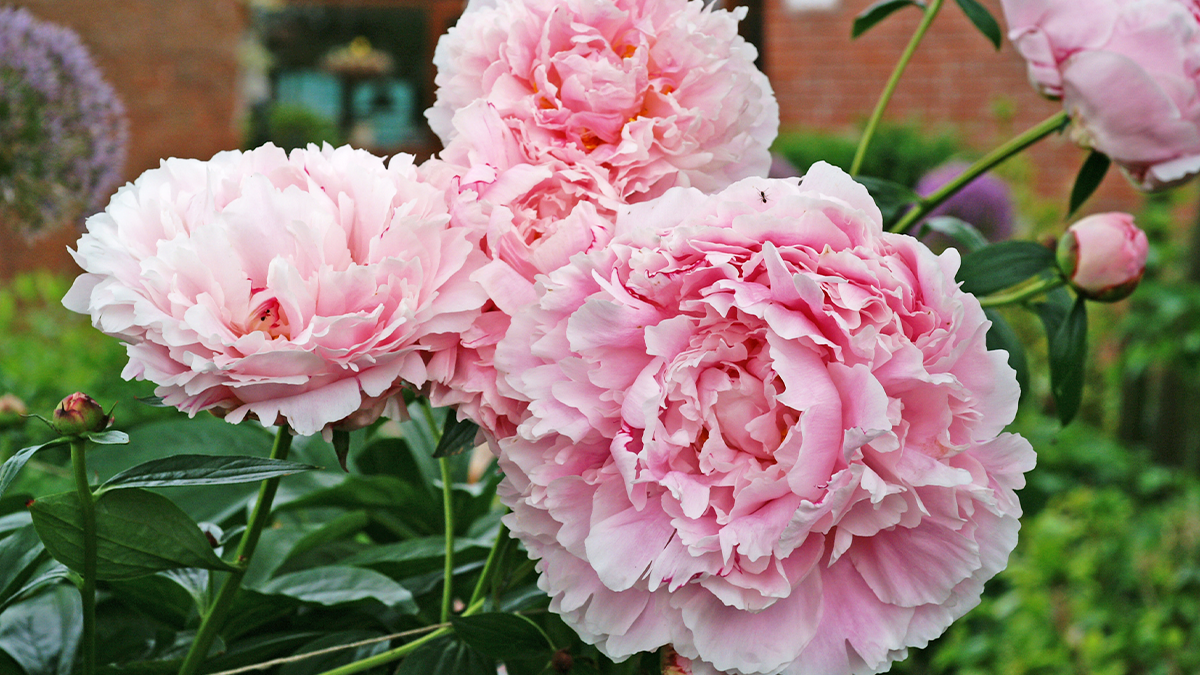 Peonies For Sale Perennials Great Garden Plants