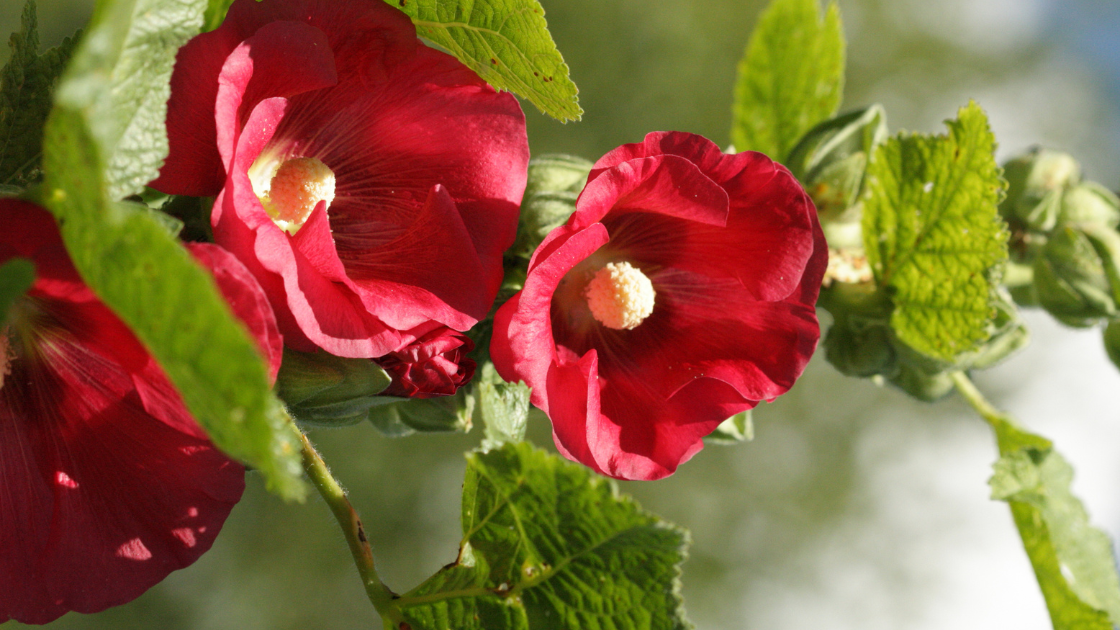 Hollyhock (Alcea) Plants For Sale Perennials Great Garden Plants