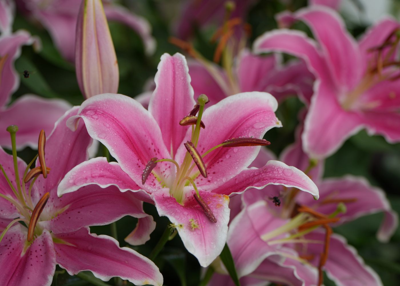 money plant near me Buy Money Tree Plants Online