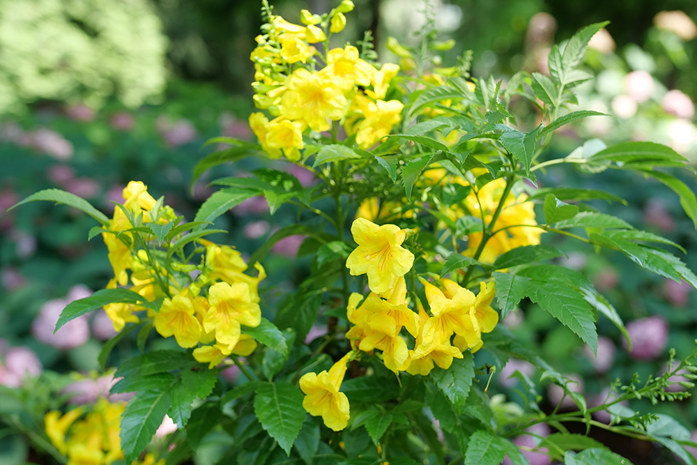 Chicklet gold trumpet bush