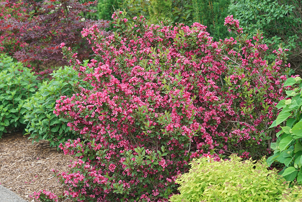 Plants For Growing Zone 4