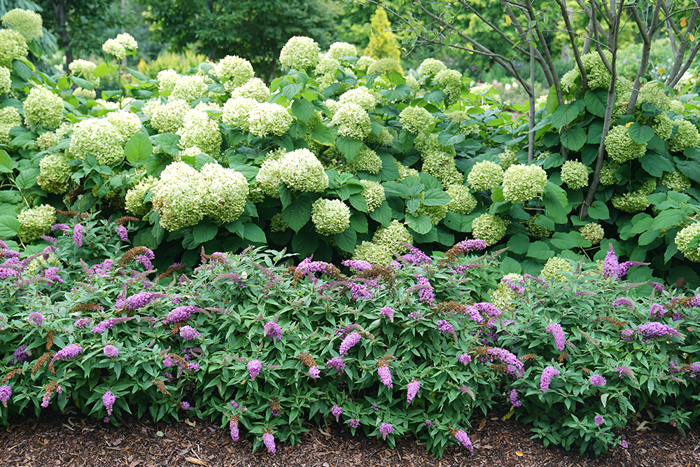 Plants For Growing Zone 5 Online Plant Nursery Page 16 Great plants-for-growing-zone-5-online-plant-nursery-page-16-great