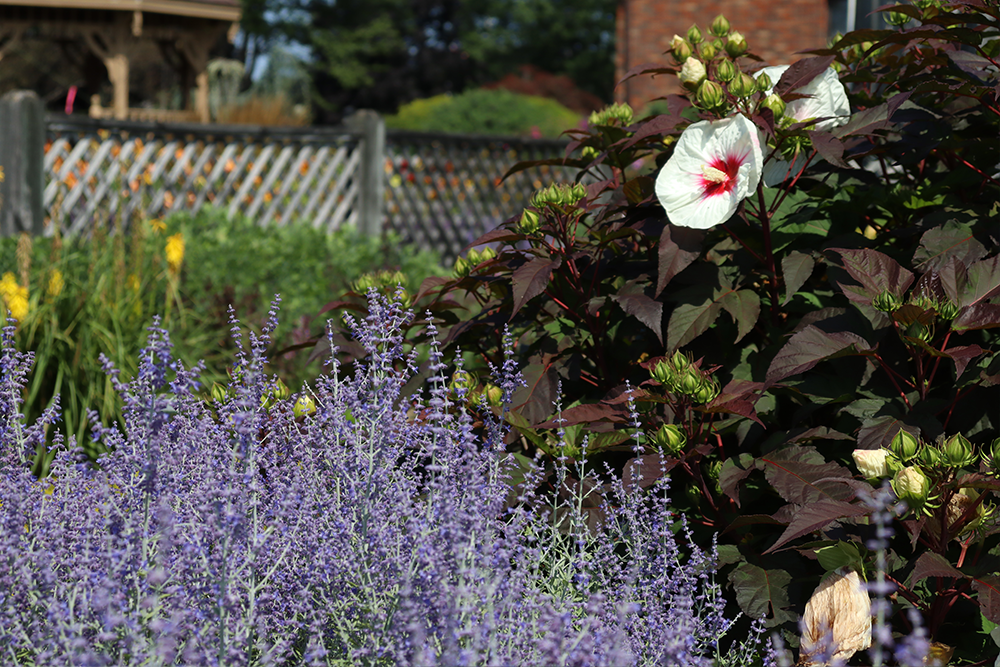 Salvia and rose of Sharon plants