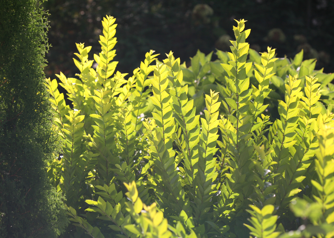 Vibrant chartreuse green privet shrubs
