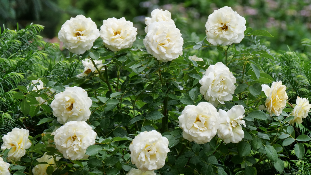 Roses are shrubs with fragrant flowers for gardens