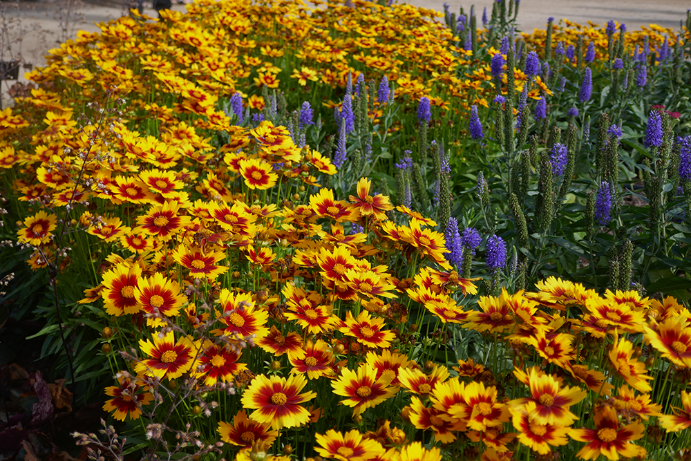 Yellow tickseed flowers with red centers planted alongside a border