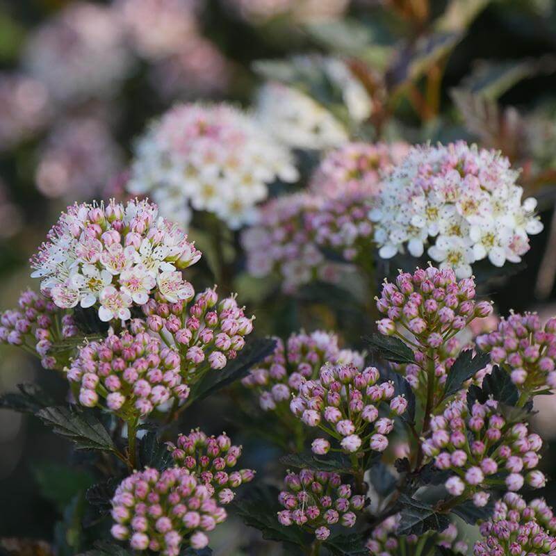 Ninebark Plants For Sale | Shrubs & Trees – Great Garden Plants