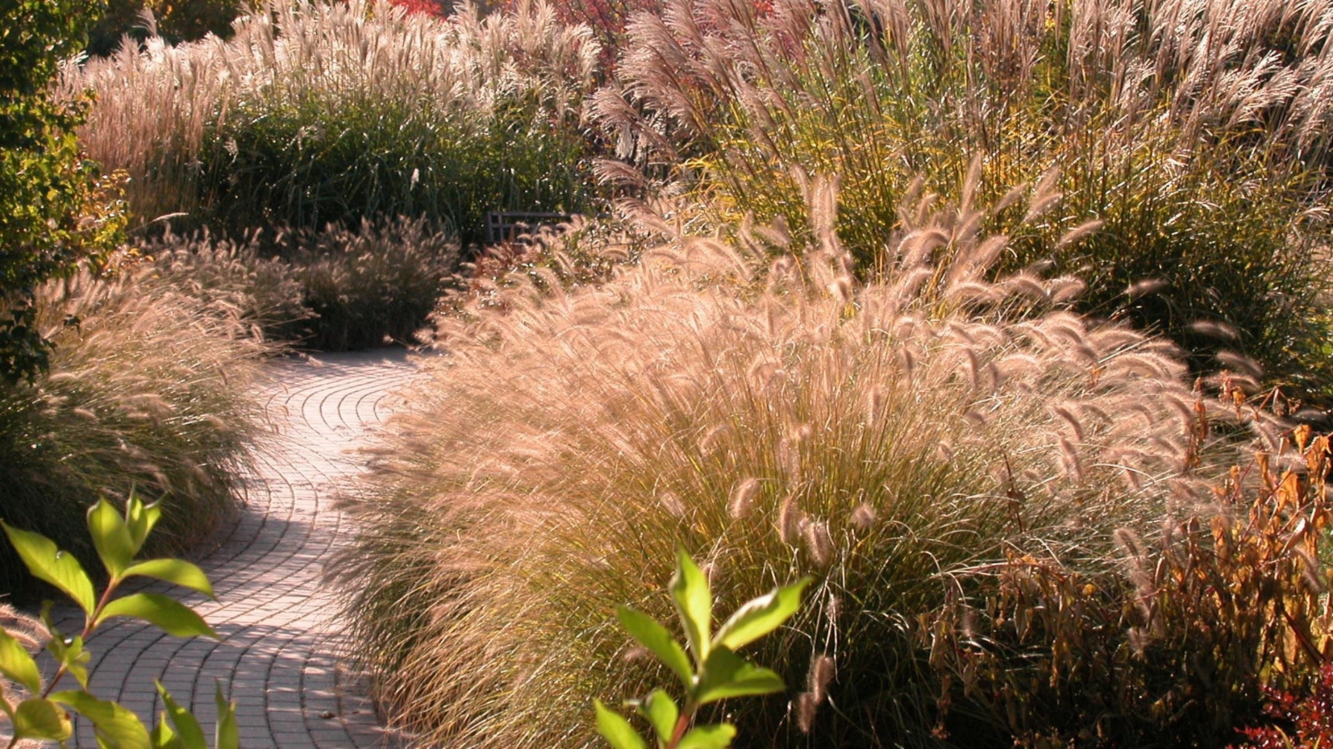 Sunny pathway filled with ornamental grasses
