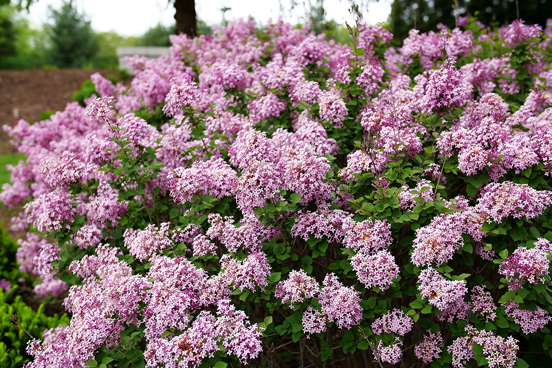 Bloomerang Lilac (Syringa) Shrubs Great Garden Plants