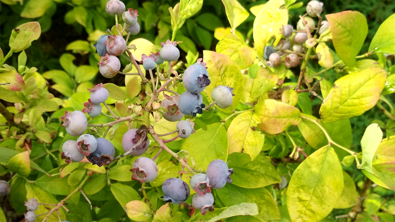 Fruit Plants Blueberry & Strawberry Plants For Sale Great Garden Plants