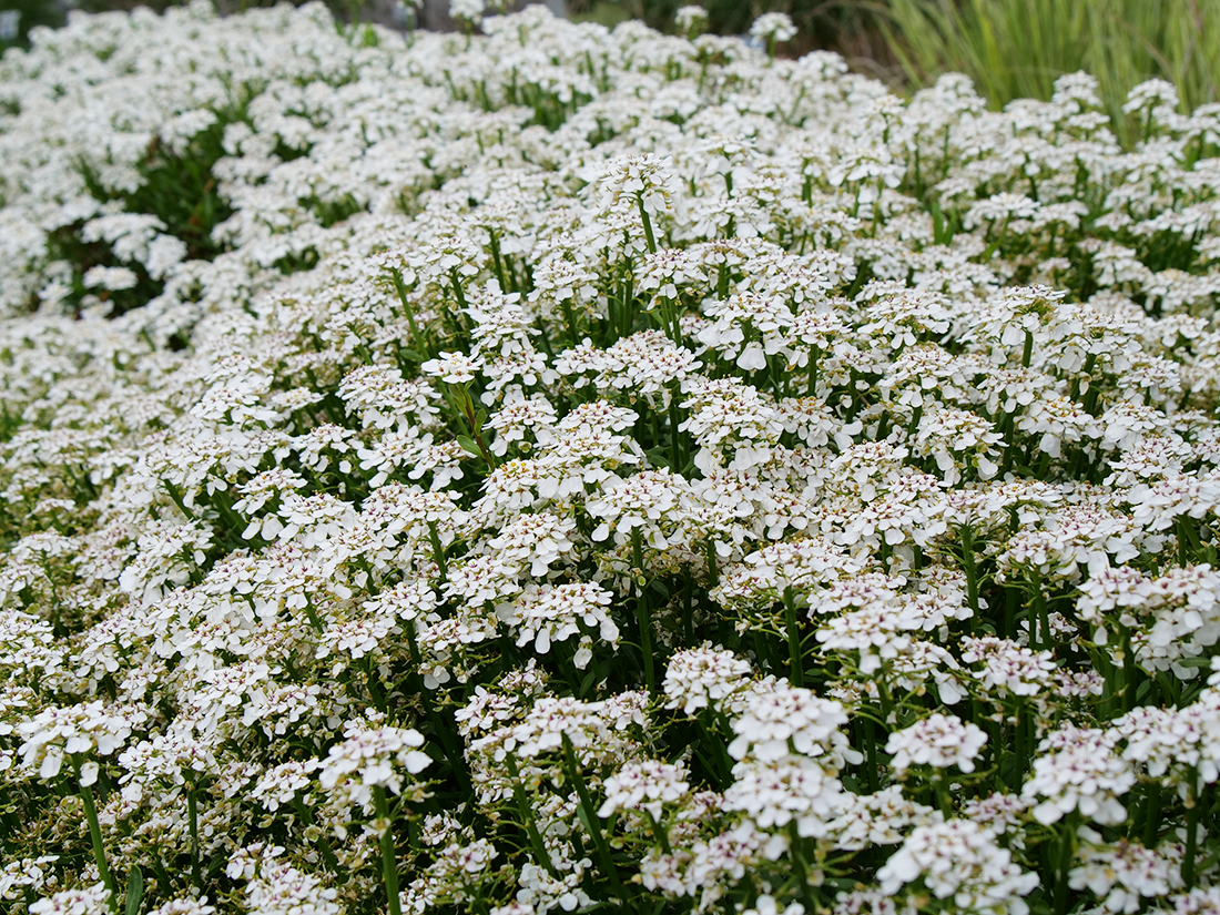 White candytuft flowers used as a flowering ground cover