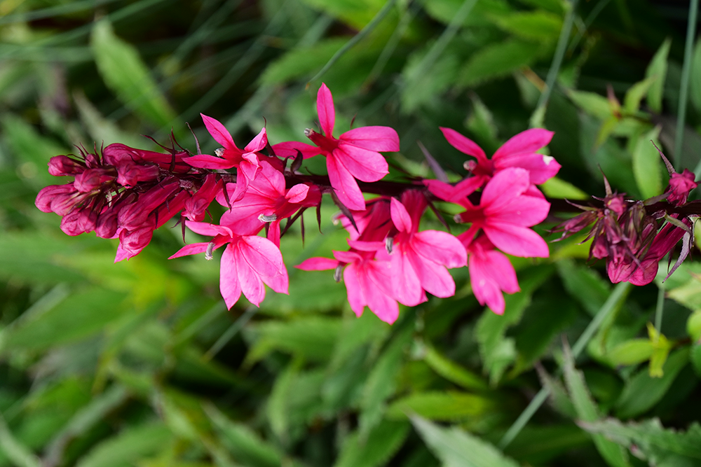 Pink cardinal flowers in a sunny garden