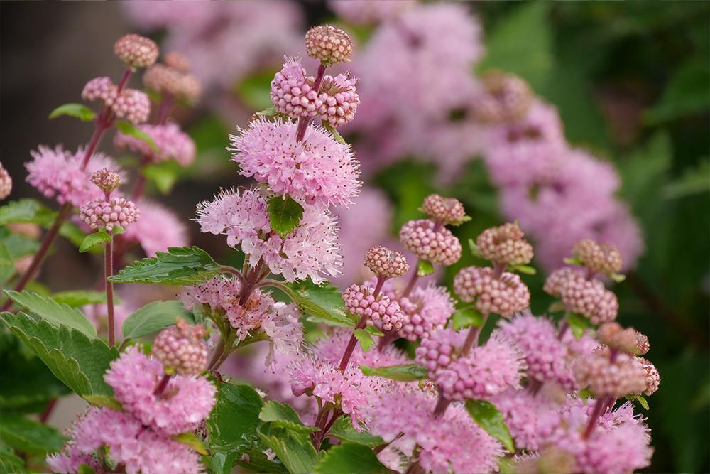 Close up image of pink bluebeard flowers