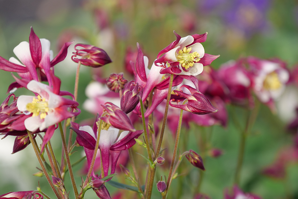 Columbine (Aquilegia) Plants For Sale Perennials Great Garden Plants