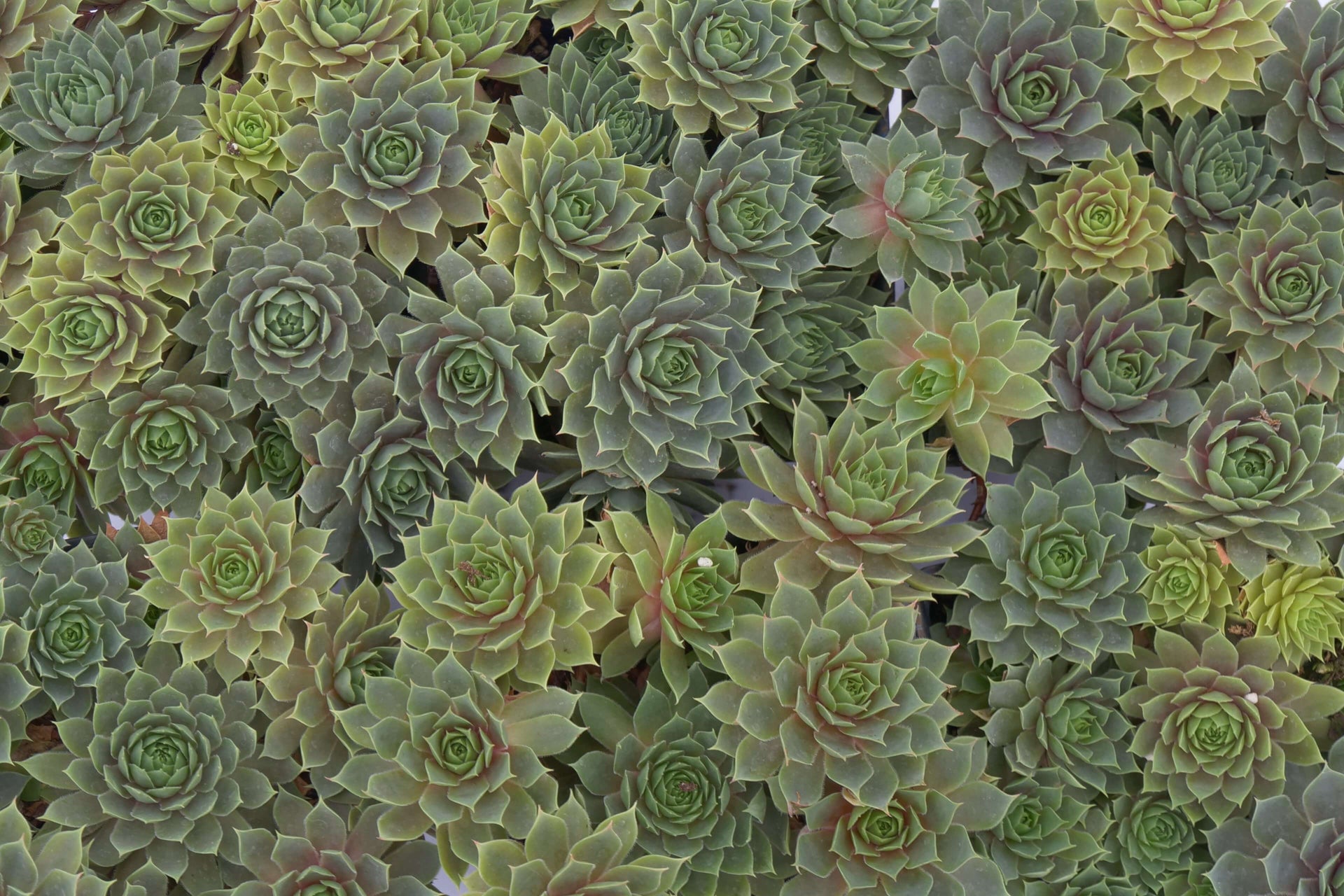 Perennial Succulents