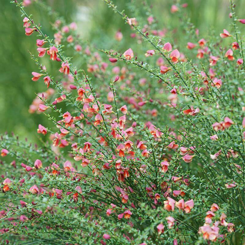 Shrubs & Trees Scotch Broom
