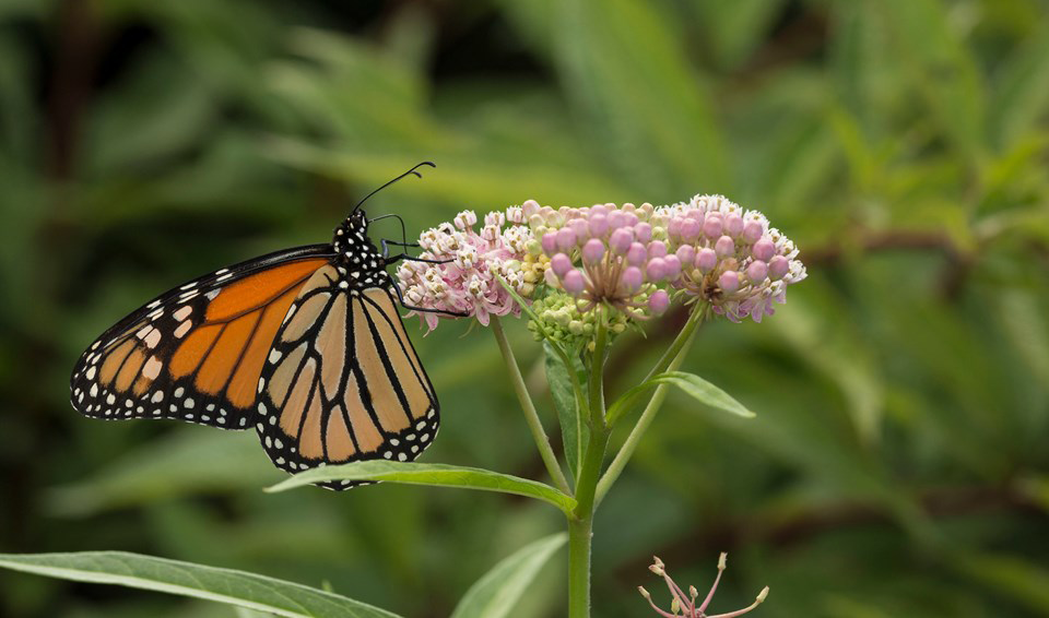 Milkweed is a perennial for pollinators, especially monarch butterflies.