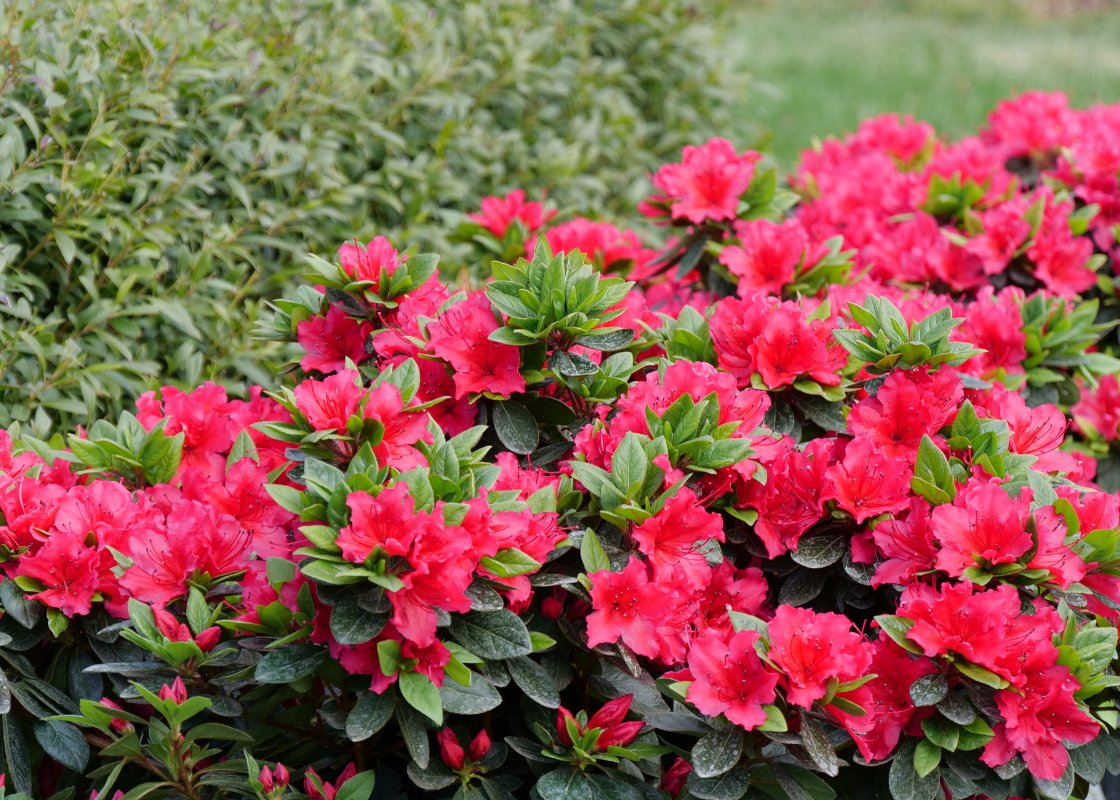 Southern Shrubs For Sale | Online Plant Nursery  Great Garden Plants
