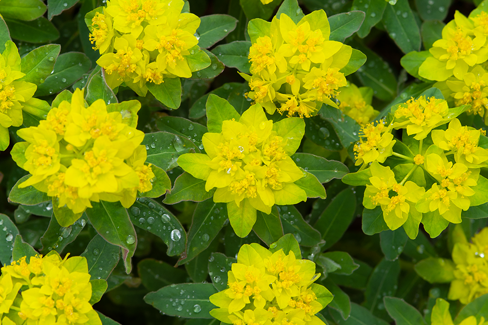 Spurge (Euphoria) Plants For Sale | Perennials  Great Garden Plants
