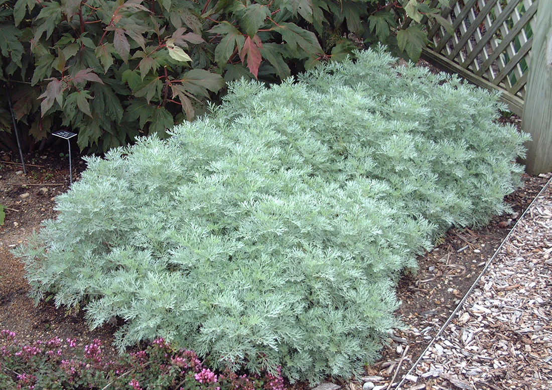 Soft wormwood foliage near a garden trellis