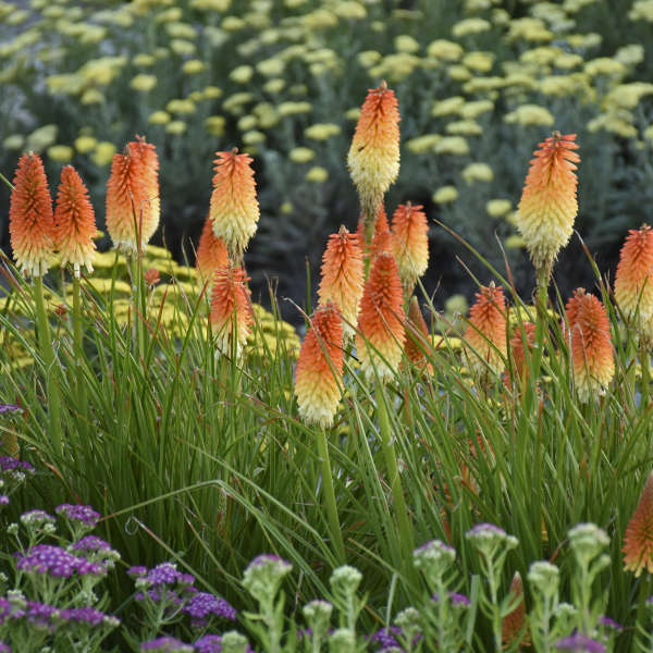 Pyromania® 'Hot and Cold' Red Hot Poker | Proven Winners – Great