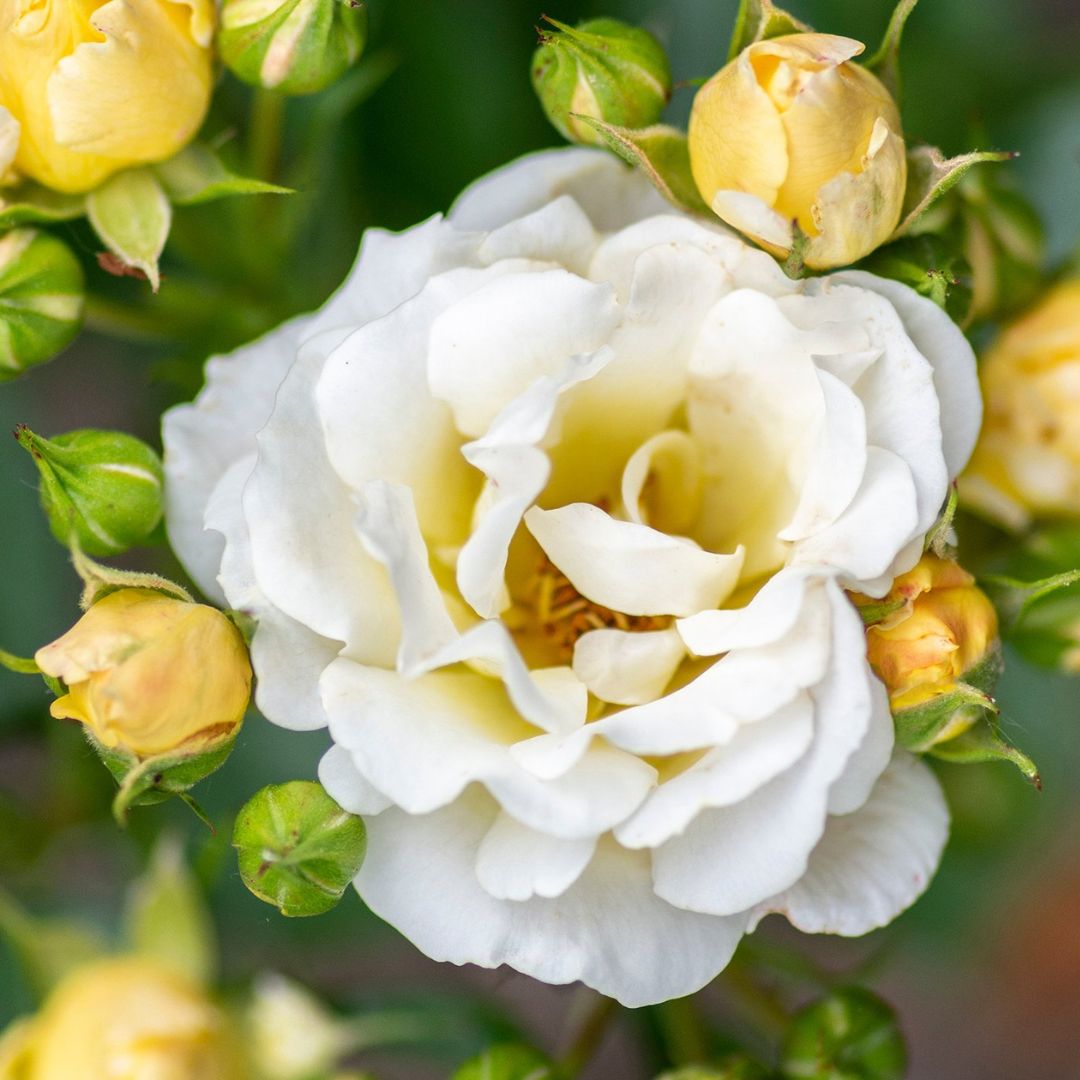 Popcorn Drift® Rose For Sale | Shrubs & Trees – Great Garden Plants