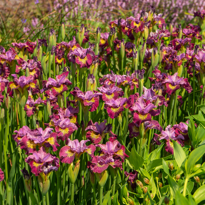 'Miss Apple' Siberian Iris For Sale | Perennials – Great Garden Plants