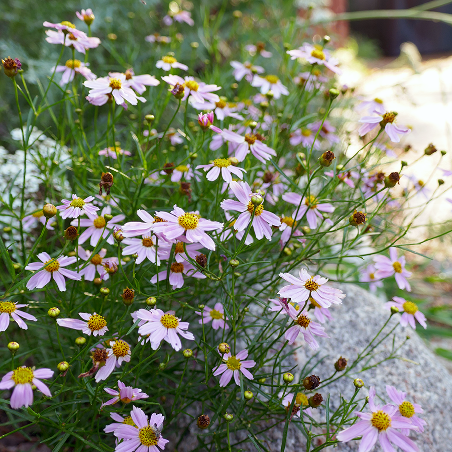 tick seed flower American Dream' Tickseed