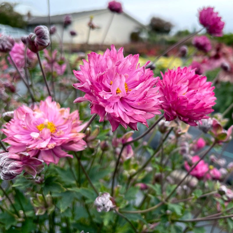 Anemone-Puff-Pink-3.jpg?v=