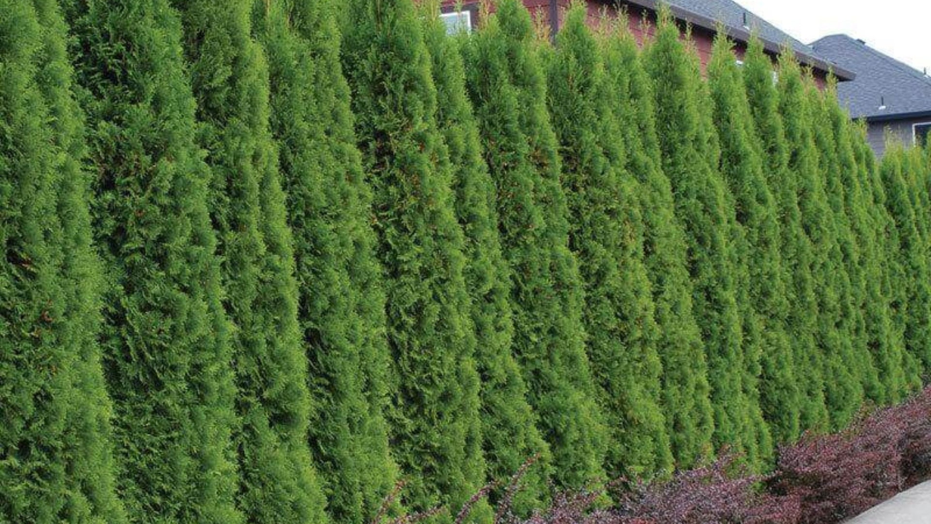 Best Selling Arborvitae Trees For Sale
