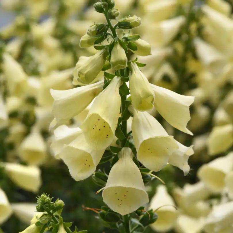 Arctic Fox™ Lemon Cream Foxglove (Digitalis) – Great Garden Plants
