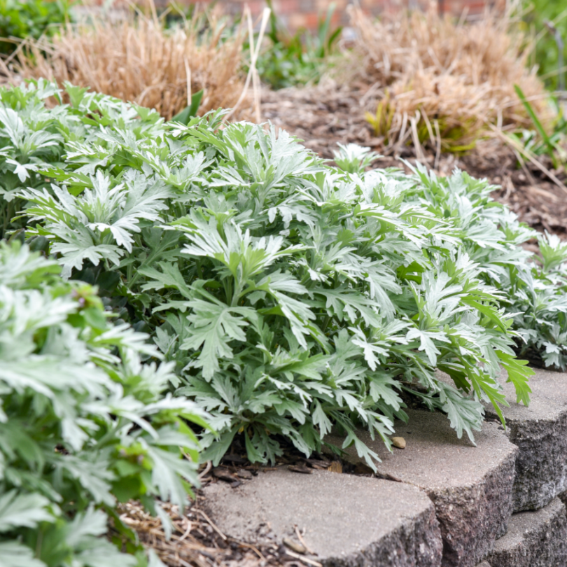 'Silver Lining' - White Sagebrush