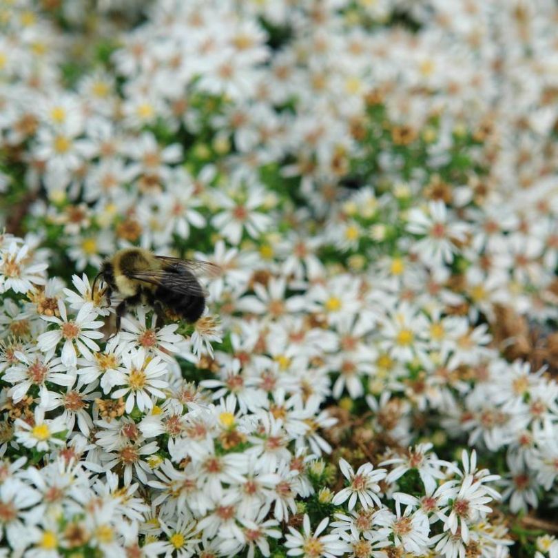 Snow Flurry' White Heath Aster | Perennials – Great Garden Plants