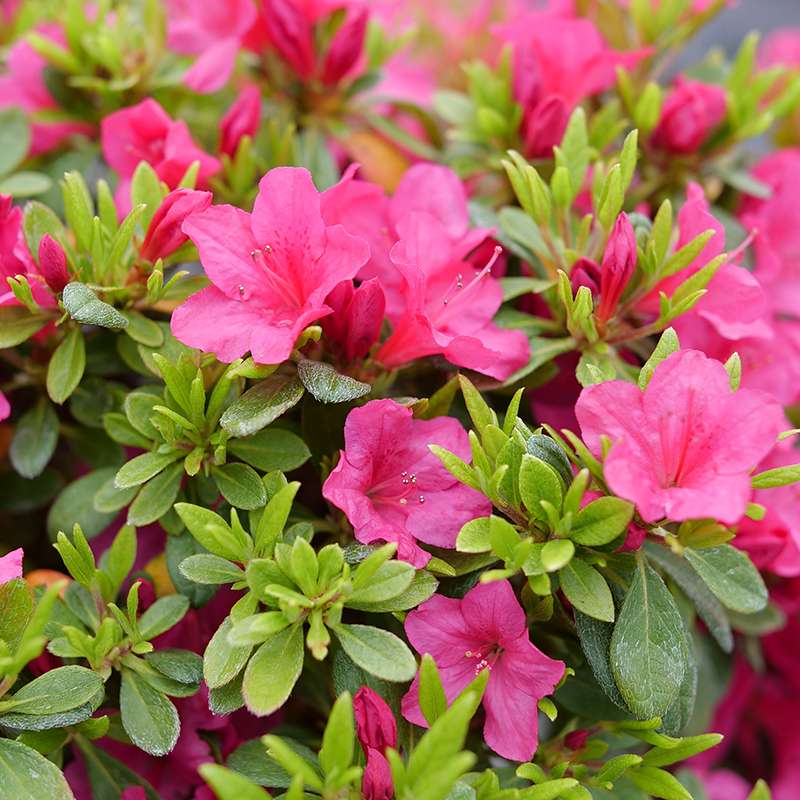 花 Pannnda Perfecto Mundo Fuchsia Carpet™ Azalea | Proven Winners – Great