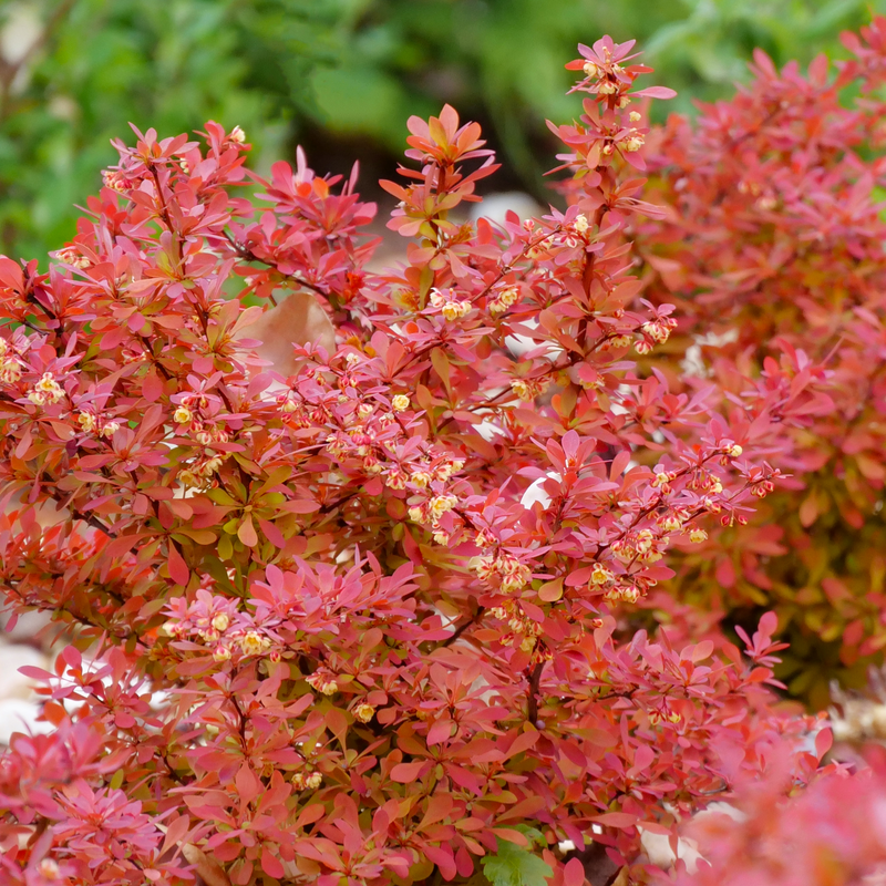 Sunjoy Neo® Barberry